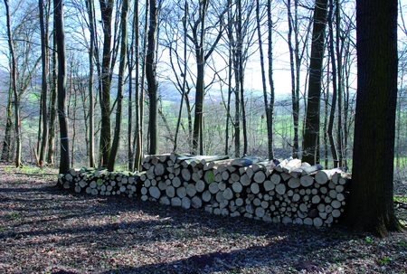 Brennholz wird immer gefragter – doch die Holzvorräte in den Wäldern sind begrenzt. © BEST