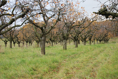 Agroforestry Systems as a source for energy wood (source: BEST)